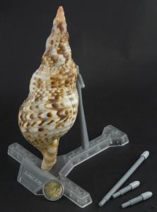 Le petit chevalet 3D-fossils