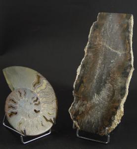 Chevalet  métallique porte-assiette hauteur 11 cm, présentoir de  grands fossiles