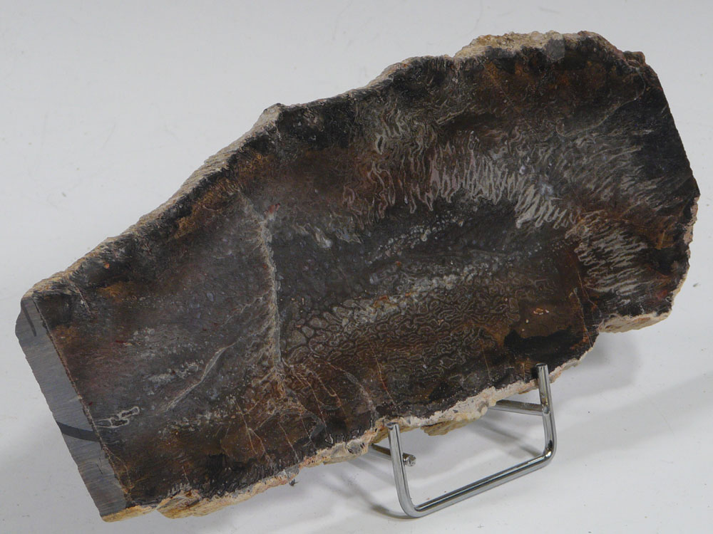 Prsentation d'une plaque de bois fossile de madagascar sur le prsentoir mtal PLA-S-7/10