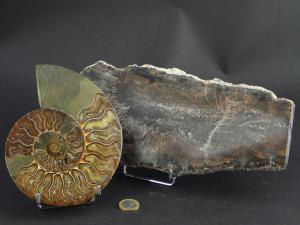 Un gros bois fossile et une belle ammonite de Madagascar sur le chevalet métallique de 8 cm de hauteur