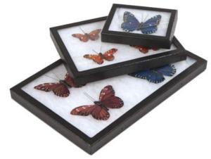 Boite riker, boite papillon coffret pour collection