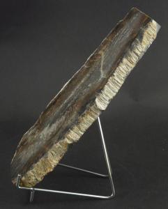 Bois fossilisé présenté en hauteur sur le chevalet universel 8x12 cm