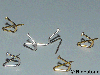 00) 12x petits clous dorés pour pendentif.