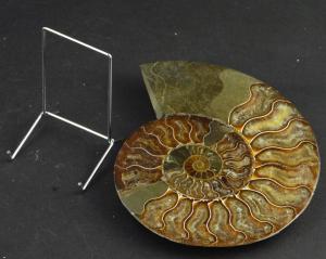 Ammonite  cot du chevalet de 8 cm