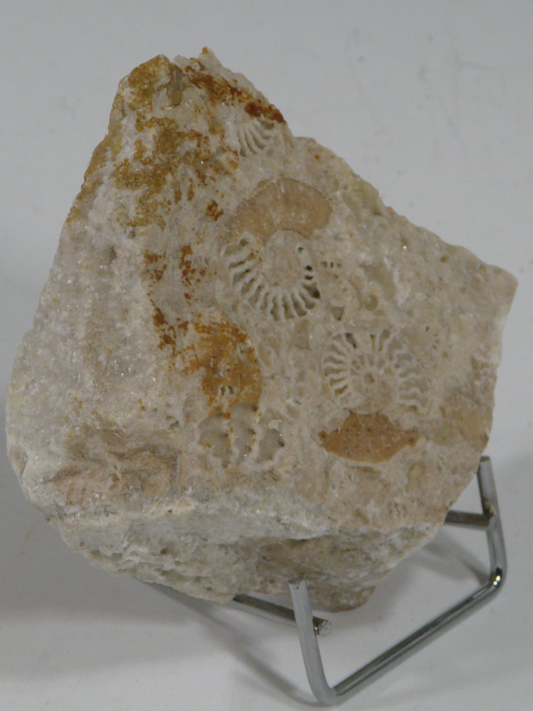 Présentation d'un fossile sur le chevalet métal Chromé PLA-S-7/10