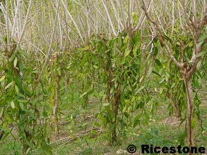 Pied de vanille 'accrochant aux arbres